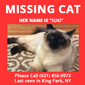 lost-cat-in-kings-park-suki