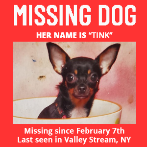 pet-search-chihuahua-valley-stream-tink